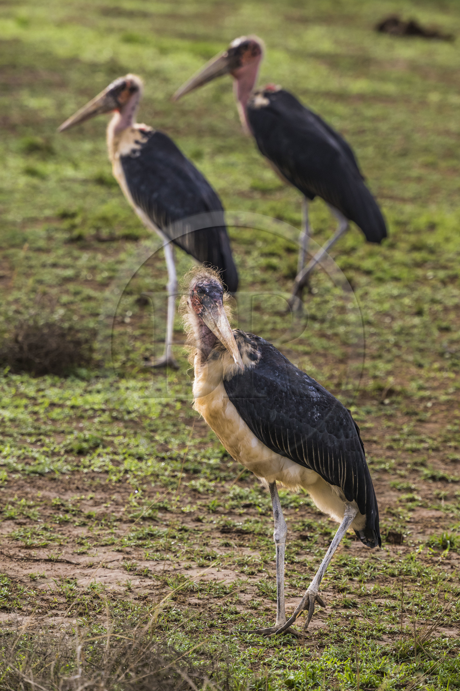 Rwanda, Parc national de l'Akagera, marabout d'Afrique (Leptoptilos crumenifer)