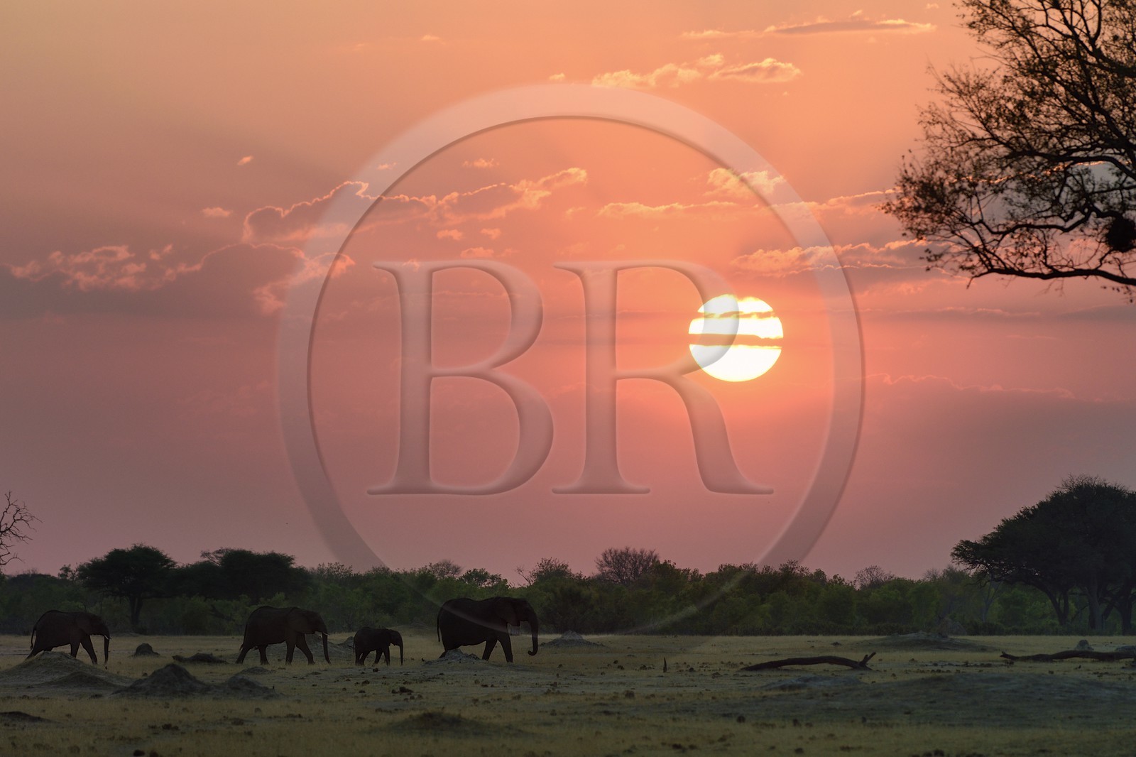 Zimbabwe, province de Matabeleland septentrional, parc national Hwange, éléphants sauvages d'Afrique (Loxodonta africana) dans la savane au coucher de soleil