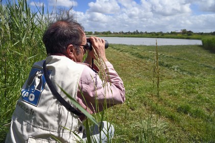 France, Charente-Maritime (17), Rochefort, observation des oiseaux à la Station de Lagunage avec Christophe Boucher, guide de la LPO