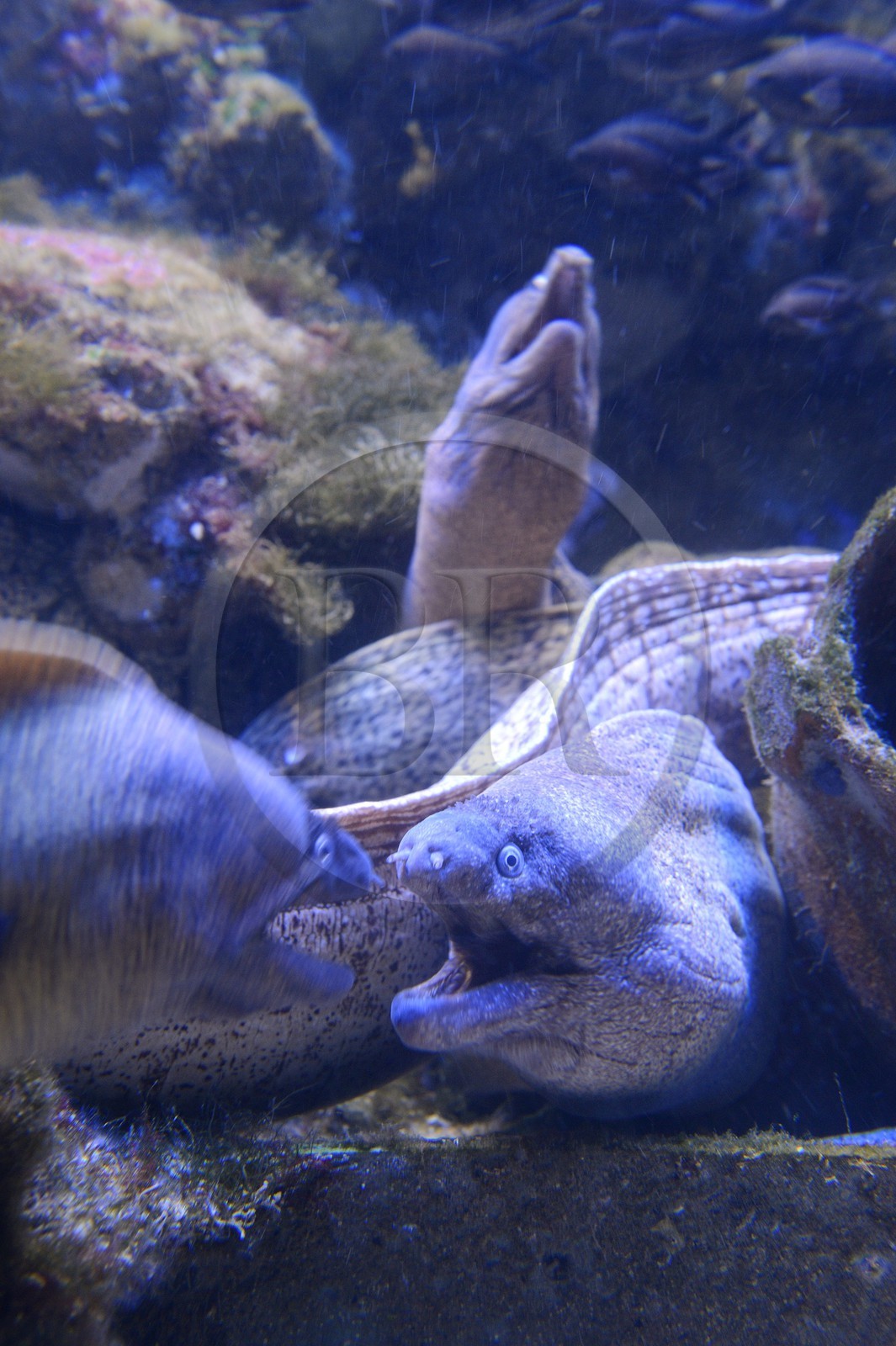 Principauté de Monaco, Monaco, le musée océanographique, murènes de Méditerranée Principauté de Monaco, Monaco, le musée océanographique, murènes de Méditerranée