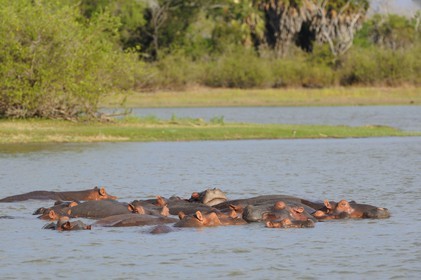 Tanzania, Selous Game Reserve is one of the largest fauna reserves of the world and designated a UNESCO World Heritage Site in 1982, Hippopotamuses on the lake Nzerakera from the Rufiji river