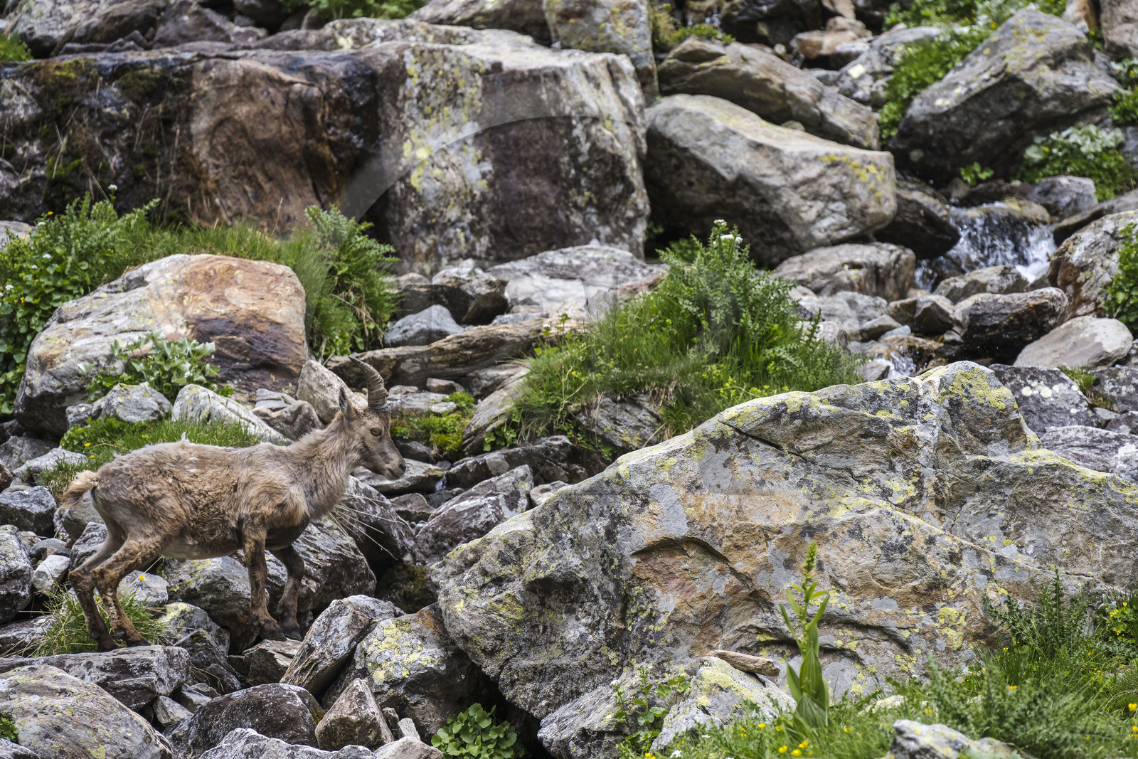 France, Alpes-Maritimes (06), parc national du Mercantour, Haute-Vésubie, Saint-Martin-Vésubie, Val du Haut Boréon, bouquetin des Alpes (Capra ibex) femelle appelée étagne vers le lac de Trécolpas