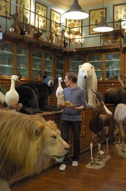 France, Paris, the taxidermist Deyrolle in the rue du bac
