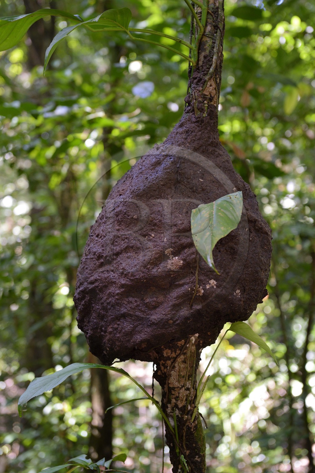 Panama, province de Chiriqui, Parc national marin du Golfe de Chiriqui, Isla Palenque, termitière dans la forêt tropicale