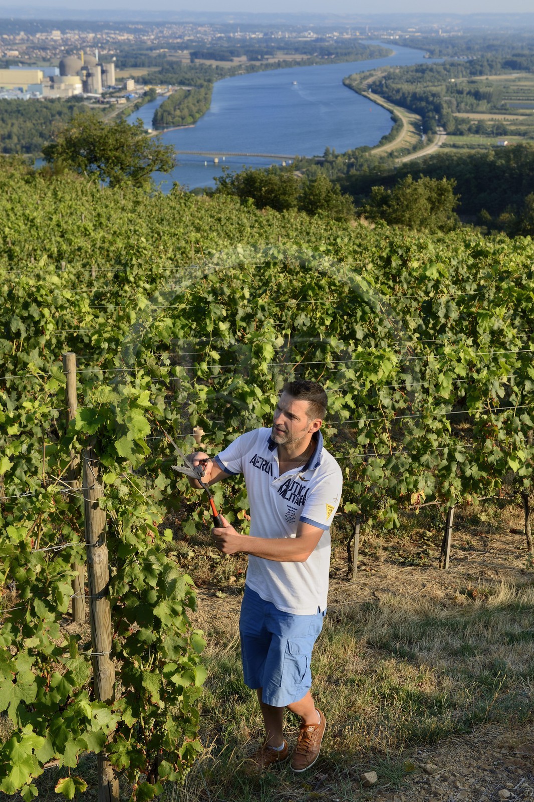 France, Loire (42), Parc Naturel Régional du Pilat, le domaine du Monteillet Stéphane Montez, Stéphane Montez dans ses vignes surplombant le Rhône