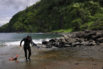 France, Reunion island (French overseas department), Anse des Cascades, south of Piton Sainte Rose, listed as World Heritage by UNESCO, return from fishing with harpoon