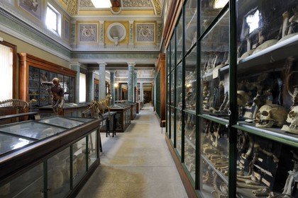 France, Hérault (34), Montpellier, centre historique, faculté de médecine, le musée d'anatomie