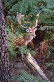 France, Vienne, Morton (private park), fallow deer (Dama dama)