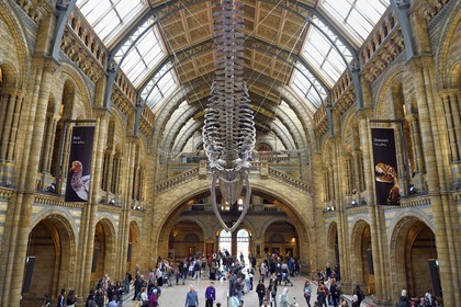 Royaume-Uni, Londres, Kensington, musée d’histoire naturelle (Natural History Museum), le hall central dominé par le squelette d'une baleine bleue