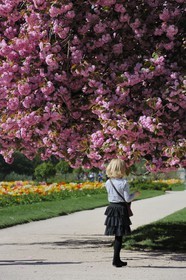 France, Paris (75), le jardin des plantes, cerisier japonais en fleurs