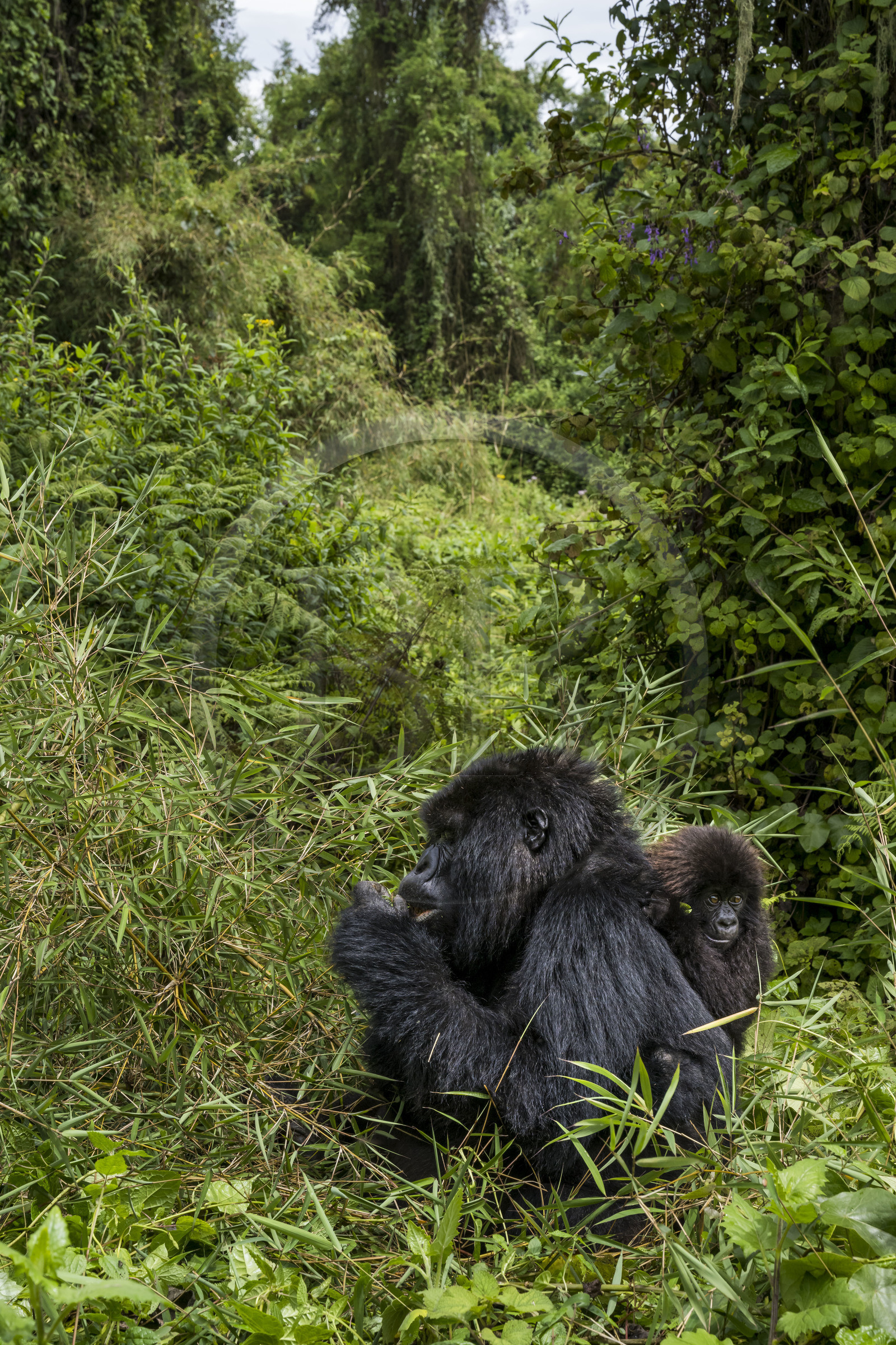 Rwanda, Province du Nord, Parc National des Volcans dans la chaine des Monts Virunga, mont Karisimbi, gorilles des montagnes (Gorilla beringei beringei) du groupe Susa, mère avec son petit de 6 mois