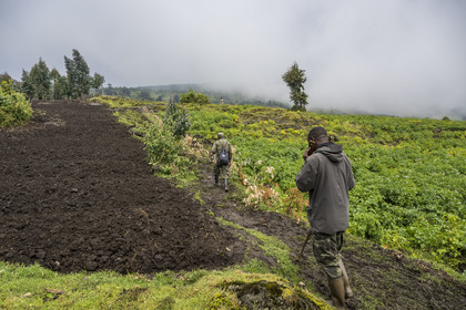 Rwanda, Province du Nord, District de Musanze (Ruhengeri), garde et pisteur du Parc sur les pentes volcaniques du mont Karisimbi dans les montagnes des Virunga en bordure du Parc national des Volcans où vivent les gorilles