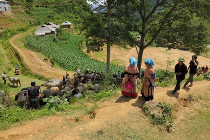 Vietnam, Lao Cai province, Bac Ha district, Can Cau market, farmers from the Flower Hmong minority, the buffaloes market