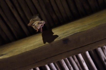 Zimbabwe, Matabeleland North Province, Hwange National Park, Davison's Camp, Bat (Chiroptera)