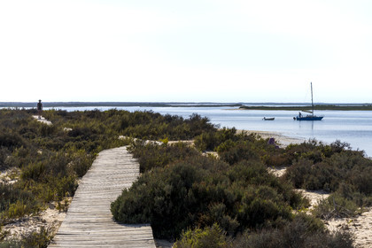 Portugal, Algarve, Parc naturel de la Ria Formosa, Faro, chemin de planches de bois sur l'Ile de Barreta ou Deserta (Ilha da Barretta ou Deserta)