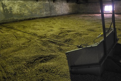 Royaume-Uni, Ecosse, Hébrides intérieures, Ile de Islay, Port Ellen, distillerie de whisky Laphroaig, le maltage de l'orge