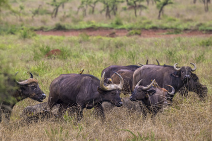 Rwanda, Parc national de l'Akagera, buffle noir des savanes (Syncerus caffer) dans la plaine et Piquebœuf à bec jaune (Buphagus africanus) sur le dos