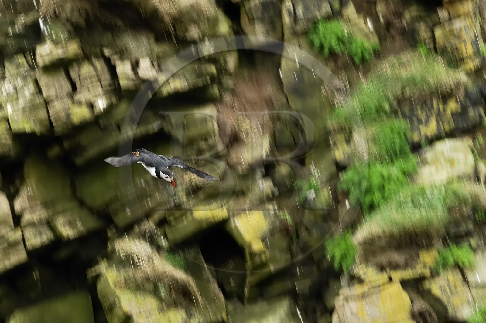 Royaume-Uni, Ecosse, les Shetland, Macareux moine