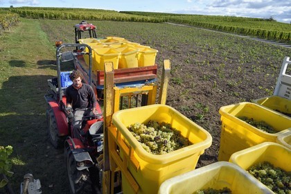 France, Haut-Rhin (68), Route des vins d'Alsace, Ribeauvillé, vendanges sur une parcelle du Domaine viticole Marcel Deiss