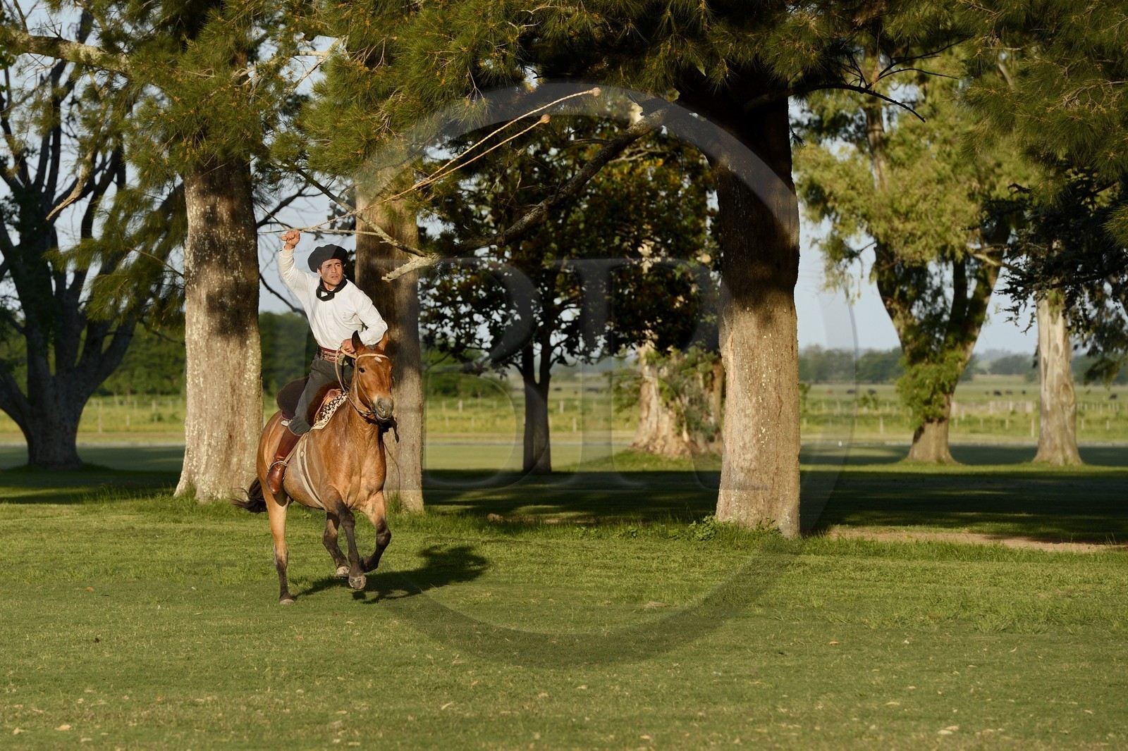 Argentine, province de Buenos Aires, San Antonio de Areco, estancia La Bamba de Areco, gaucho faisant une démonstration de l'usage des bolas (ou boleadoras) destinées à capturer les animaux en entravant leurs pattes