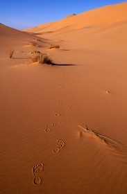 Libye, région du désert, Le Fezzan (Sahara), Erg de Mourzouk (Murzuk), Trace de pas dans le sable ocre