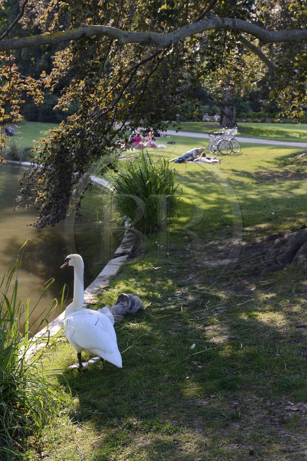 France, Bas-Rhin (67), Strasbourg, parc de l'Orangerie, cygne au bord du lac