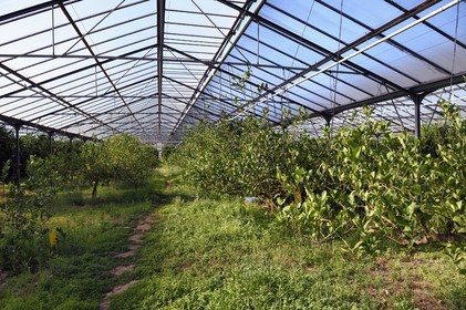 France, Var, La Londe les Maures, Domaine du Jasson, citrus farming in the greenhouse
