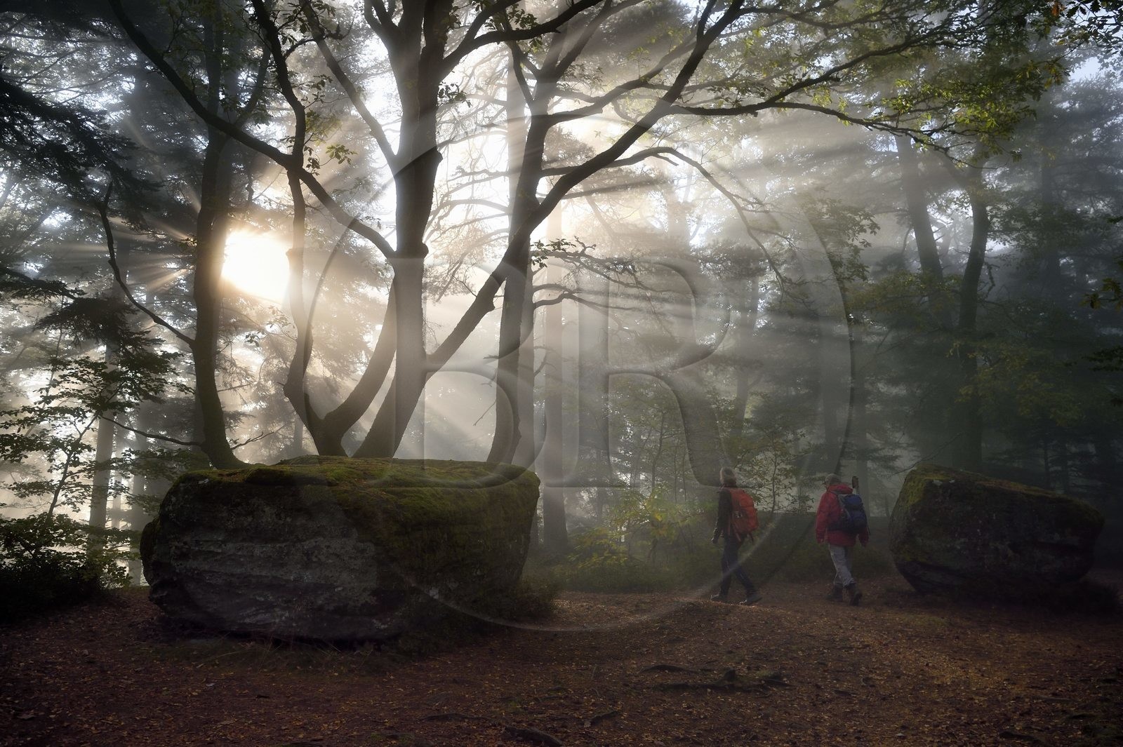 France, Bas-Rhin (67), Mont Saint-Odile, randonnée le long du Mur Païen, rocher de grès intégré au vestige d'un mur d'enceinte probablement de l'époque mérovingienne d'une longueur totale de onze kilomètres