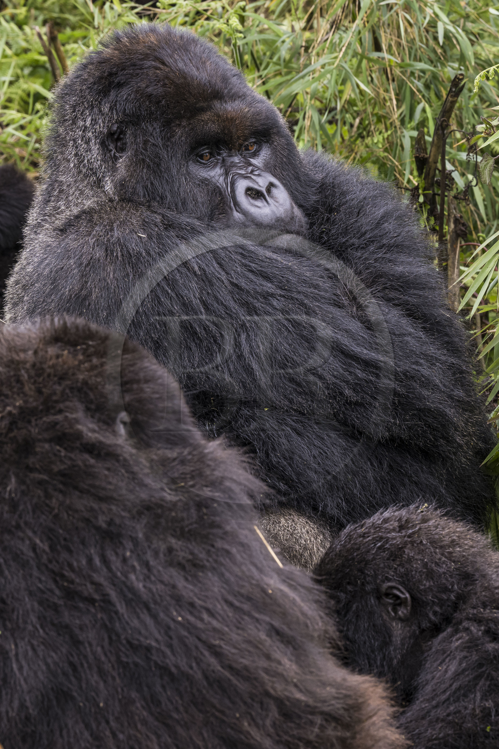 Rwanda, Province du Nord, Parc National des Volcans dans la chaine des Monts Virunga, mont Karisimbi, gorille des montagnes (Gorilla beringei beringei), dos argenté (silverback) nommé Impuzamahanga qui est le male dominant du groupe Susa