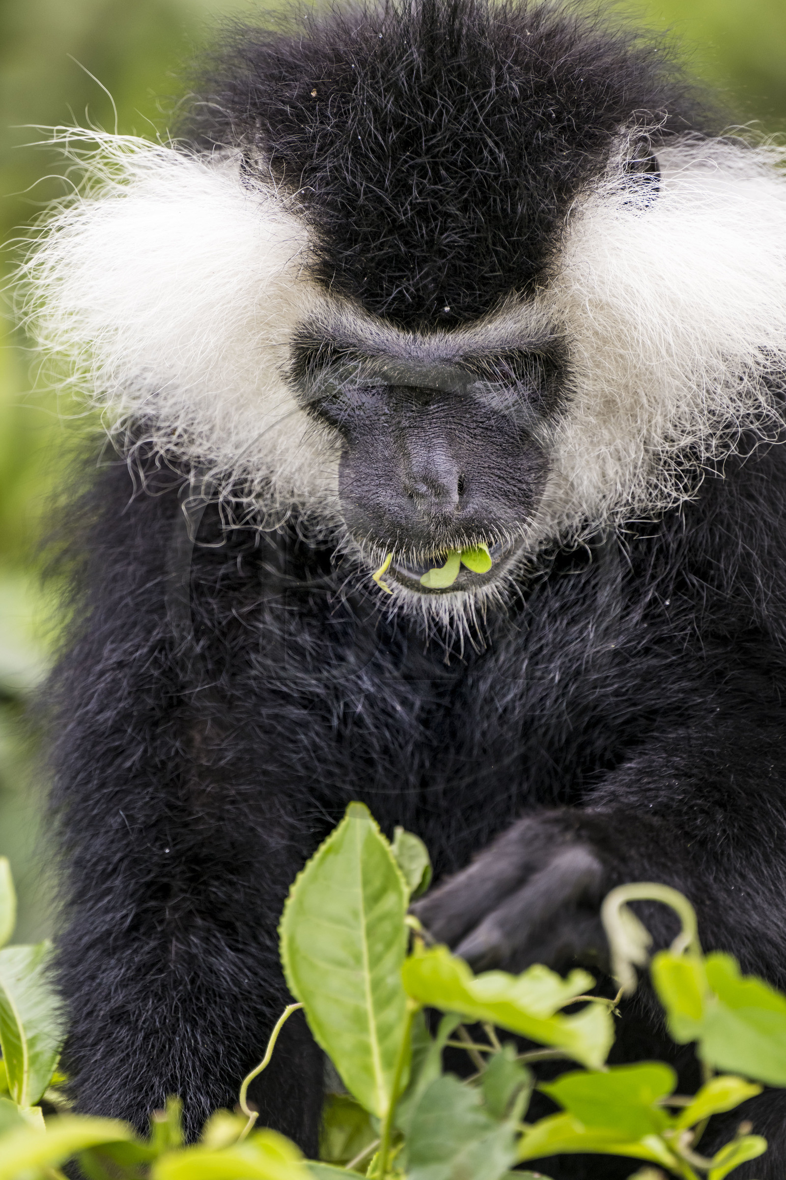 Rwanda, Province de l’Ouest, Gisakura, Parc national de Nyungwe, Colobe de Ruwenzori (Colobus angolensis ruwenzorii) dans une plantation de thédont il ne mange pas les feuilles