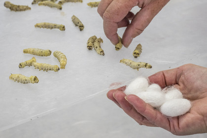 France, Gard, Monoblet, Atelier Sericyne is relaunching French sericulture, breeding silkworms and producing exceptional non-woven silk for the production of decorative objects