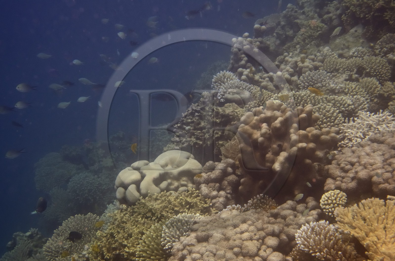 France, Ile de Mayotte, Grande-Terre, Kani-Keli, récif corallien vers la plage de N’Gouja