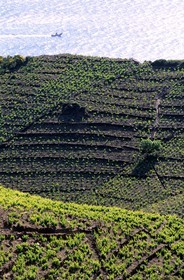France, Pyrenees Orientales, cote Vermeille (Vermillion Coast), vineyard of Banyuls sur Mer