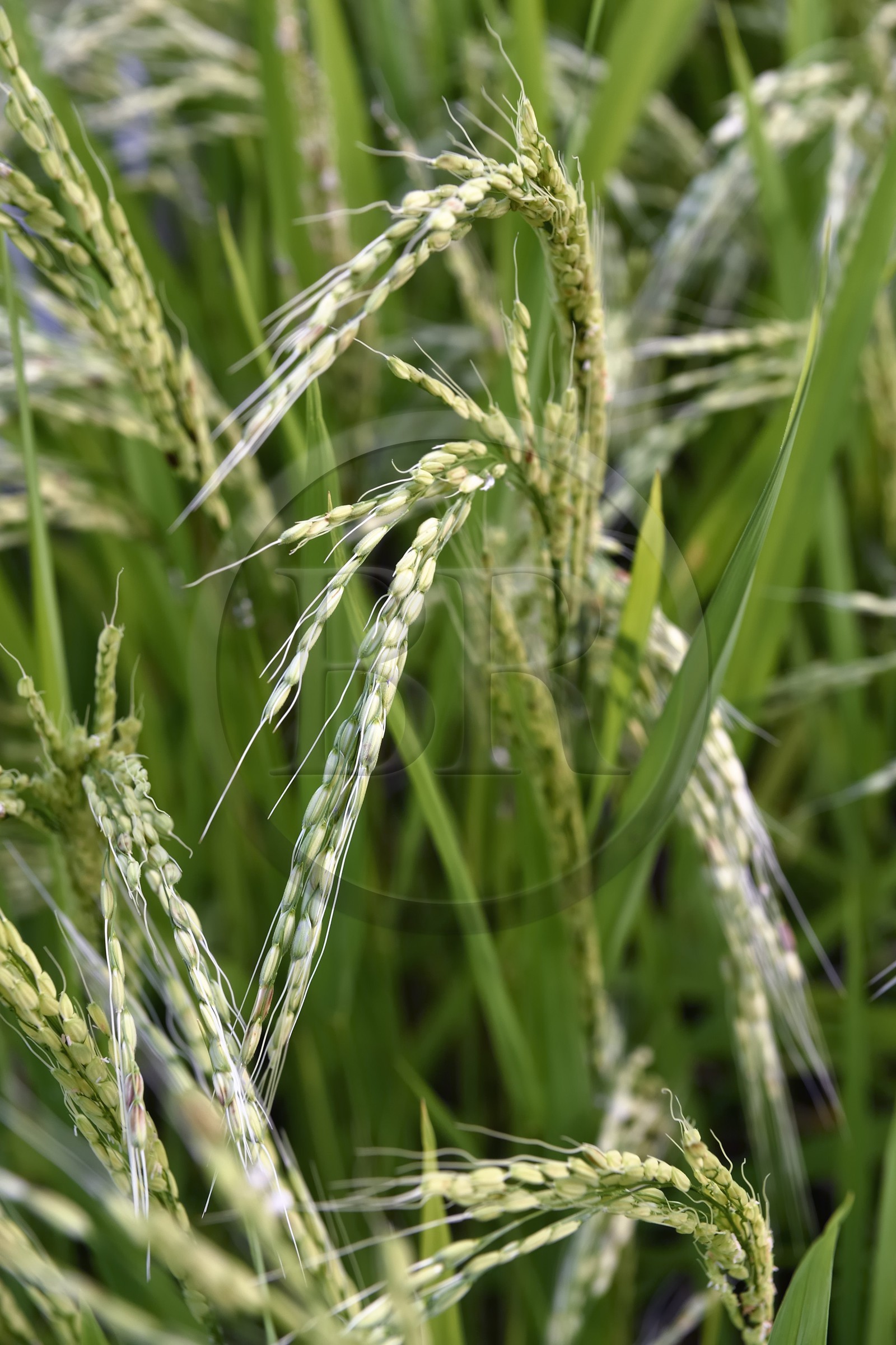 Philippines, province d'Ifugao, les rizières en terrasses de Banaue autour du village de Batad, classées Patrimoine Mondial de l'UNESCO, plant de riz