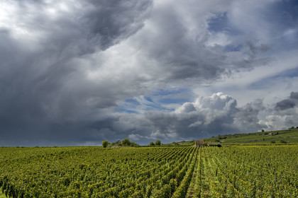 France, Côte-d'Or (21), les climats de Bourgogne classés Patrimoine Mondial de l'UNESCO, Route des Grands Crus, vignoble de la Côte de Beaune, Beaune La Montagne, vignobles des Hospices de Beaune le Clos des Avaux, un AOC Beaune 1er cru