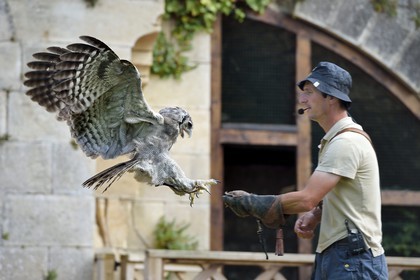 France, Dordogne (24), Périgord Noir, vallée de la Dordogne, Castelnaud-la-Chapelle, château des Milandes, ancienne demeure de Joséphine Baker, spectacle de rapaces