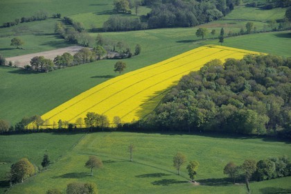 France, Eure (27), champ de colza en fleurs (vue aérienne)