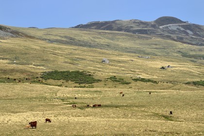 France, Cantal, Parc Naturel Régional des Volcans d'Auvergne (regional nature park of Auvergne volcanoes), the Plomb du Cantal (1855m) seen from the Col de la Griffoul, herd of cows of the Salers breed for the dark ones and Aubrac for the light ones