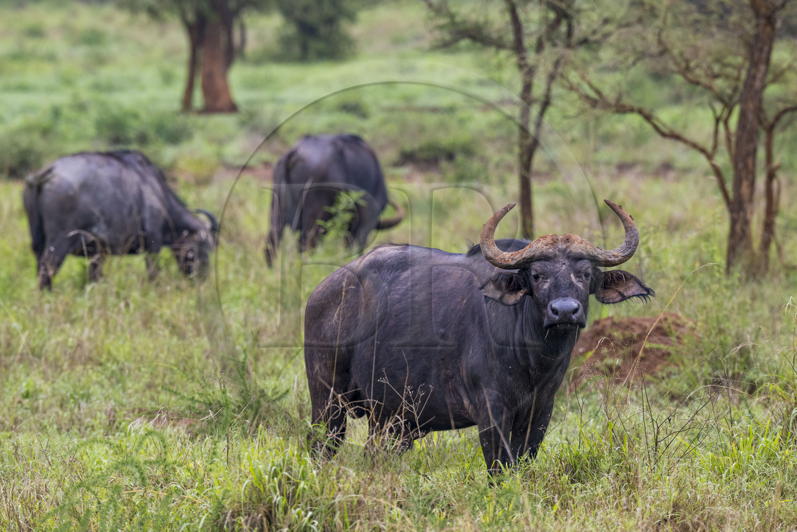 Rwanda, Parc national de l'Akagera, buffle noir des savanes (Syncerus caffer) dans la plaine