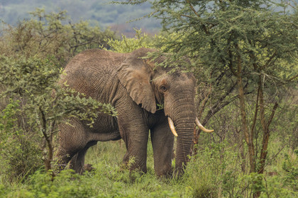 Rwanda, Parc national de l'Akagera, Eléphant de savane (Loxodonta africana)