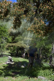 France, Alpes-Maritimes, parc national du Mercantour ( Mercantour national park), Haute-Vesubie, Gordolasque valley, Scots pine (Pinus sylvestris)