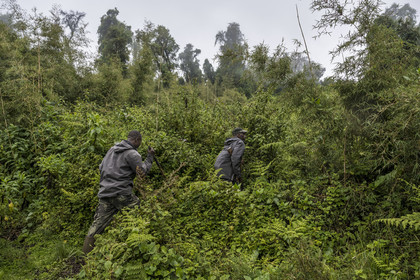 Rwanda, Province du Nord, Parc National des Volcans dans la chaine des Monts Virunga, mont Karisimbi, garde et pisteur du Parc accompagnant des touristes à la rencontre des gorilles des montagnes du groupe Susa