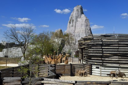 France, Paris (75), Le Parc zoologique de Paris (Zoo de Vincennes), le groupe des seize girafes (Giraffa camelopardalis) dans la biozone Sahel-Soudan, en arrière plan le Grand Rocher qui est l’emblème du zoo depuis 1934