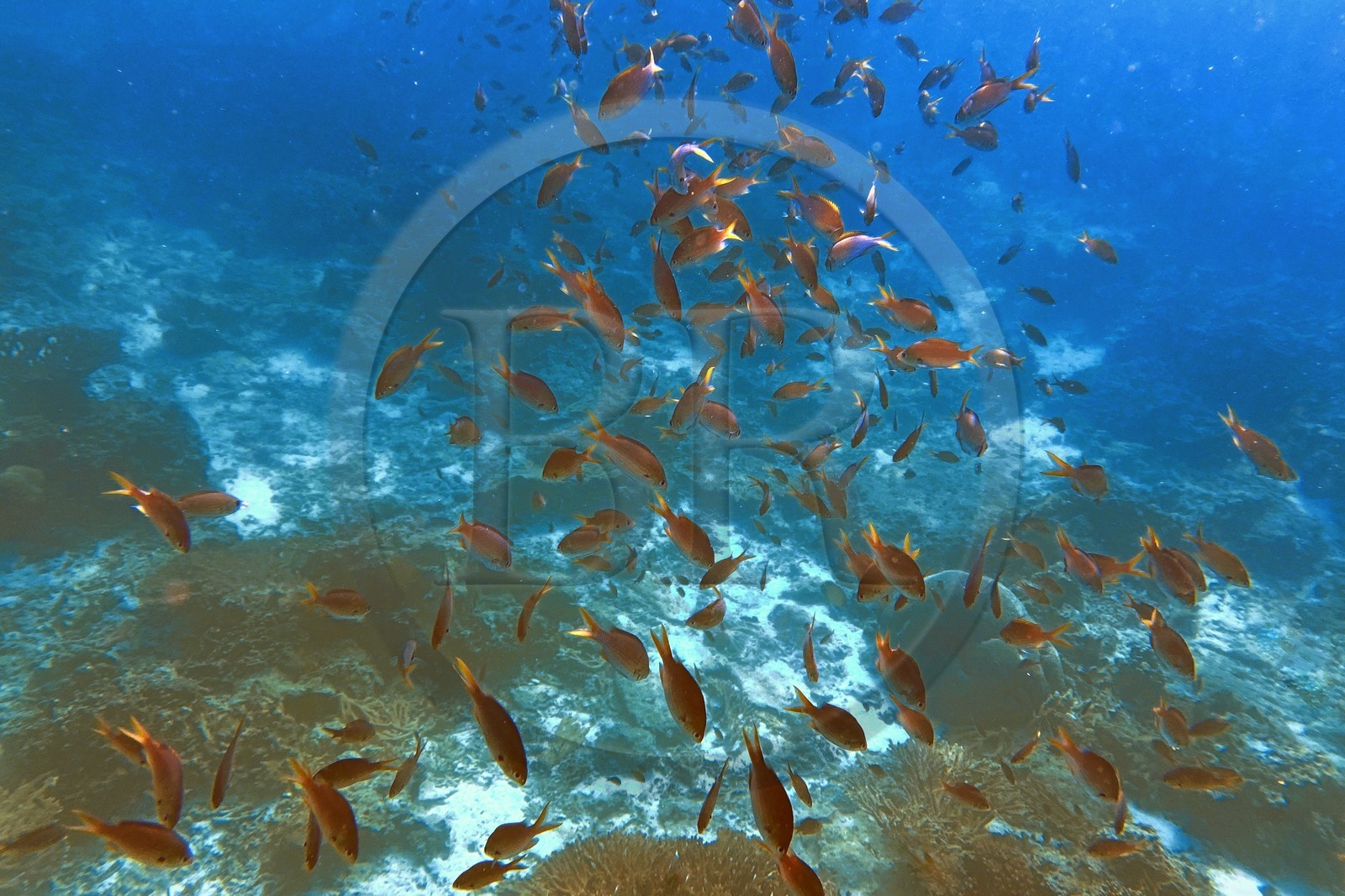 Sultanat d'Oman, gouvernorat de Mascate, réserve naturelle des Iles Daymaniyat,