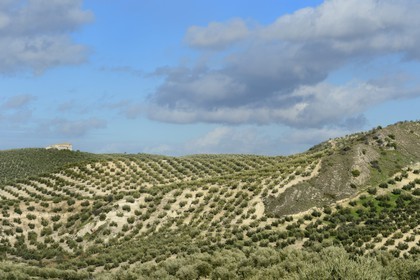 Espagne, Andalousie, province de Jaén, champs d'oliviers au sud de Martos entre Baena et Alcaudete