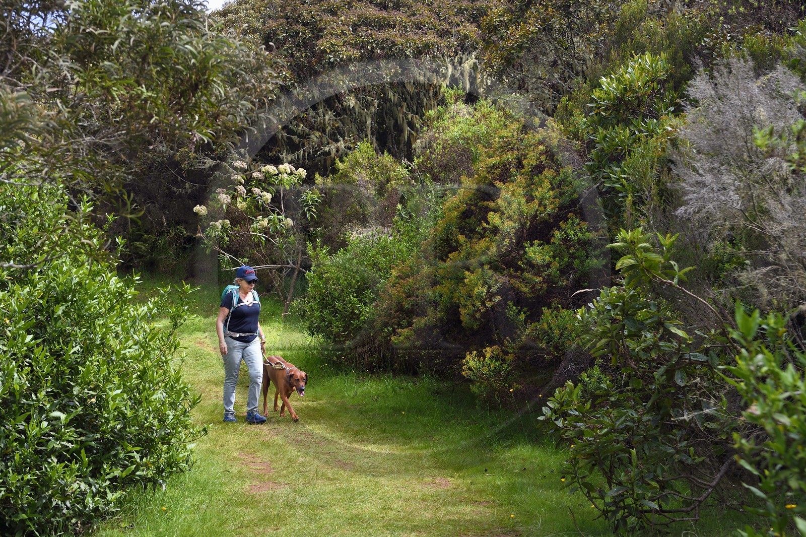 France, Ile de la Reunion, Le Tampon, Foret des Hauts de Mont-Vert au dessus de la Rivière des Remparts, randonnée avec chien