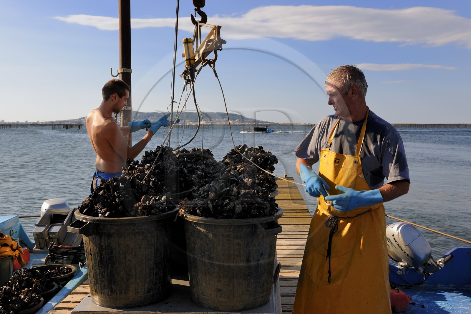 France, Hérault (34), Bouzigues, étang de Thau, exploitation conchylicole de la famille Benezech au lieu dit La Catonnière face au Mont Saint-Clair, déchargement des moules