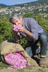 France, Alpes-Maritimes (06), Grasse, cueillette dans le champ de rose Centifolia, l'horticulteur Constant Viale