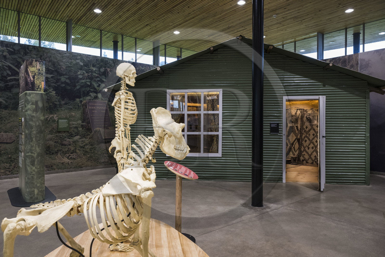 Rwanda, Province du Nord, District de Musanze (Ruhengeri), Kinigi, Campus Ellen DeGeneres du Dian Fossey Gorilla Fund, le Cindy Broder Conservation Gallery avec une exposition éducative immersive, reconstitution de la cabane de Dian Fossey à Karisoke