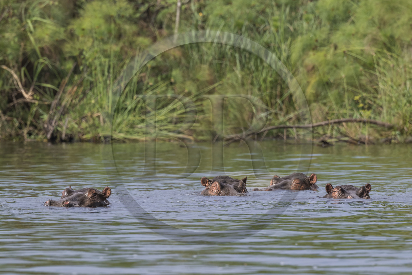 Rwanda, Parc national de l'Akagera, le lac Ihema, Hippopotames (Hippopotamus amphibius)